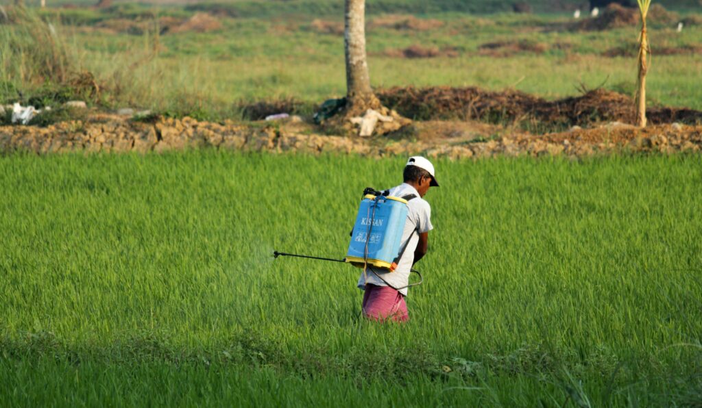 A South Asian farmer sprays pesticide on a green paddy field in Ernakulam, India.