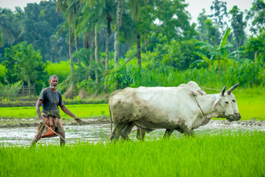 A farmer in Satkhira, Bangladesh, plows a lush green field with oxen, showcasing traditional agriculture.