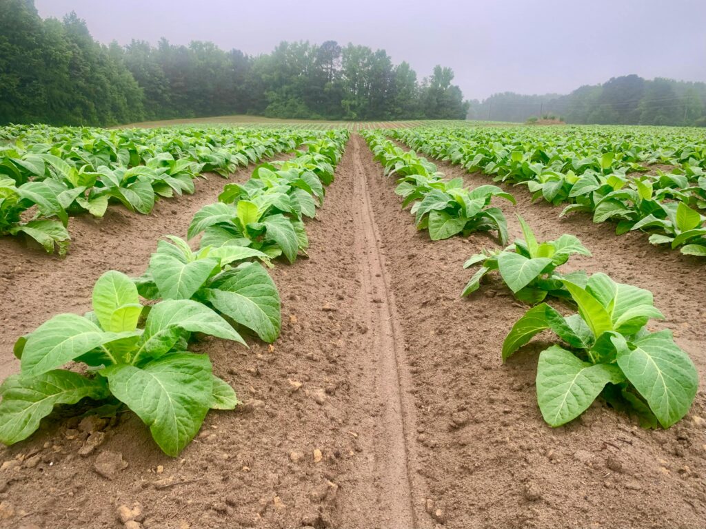 Vibrant tobacco plants growing in neat rows under a cloudy sky in Youngsville, North Carolina.
